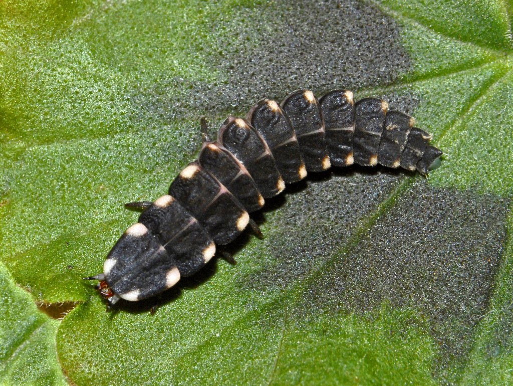 Lampyris raymondi