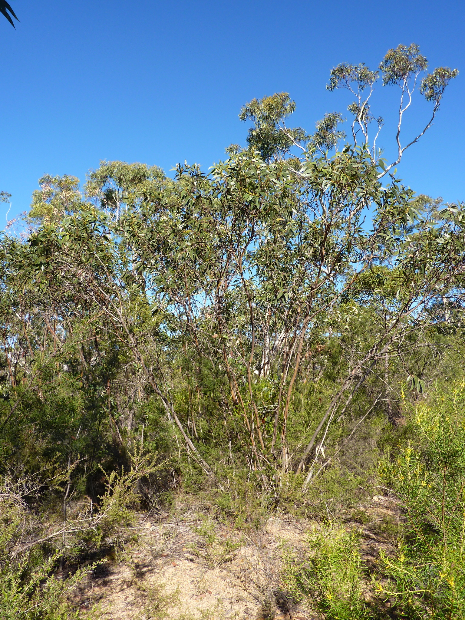 Eucalyptus langleyi
