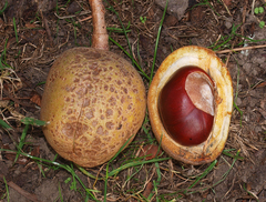 Aesculus