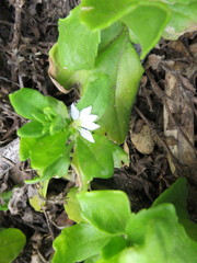 Scaevola gracilis