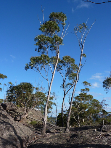 Eucalyptus triflora