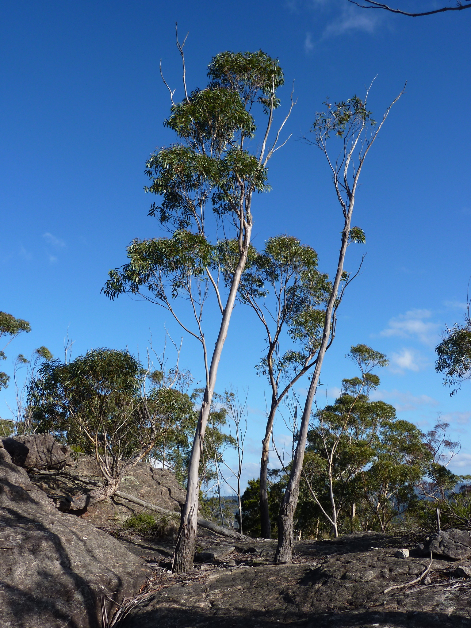 Eucalyptus triflora
