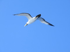 Sula dactylatra tasmani