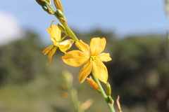 Echeandia drepanoides