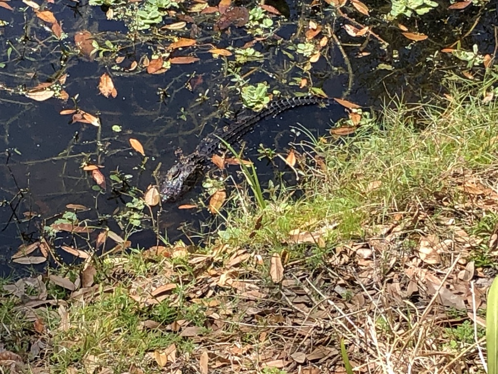 American Alligator from Lakeland, FL, US on February 12, 2022 at 12:49 ...