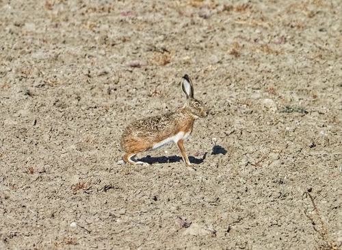 Granada Hare