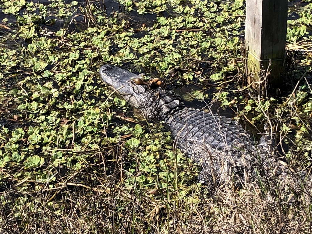 American Alligator from Lakeland, FL, US on February 12, 2022 at 0110 PM by Matthew · iNaturalist