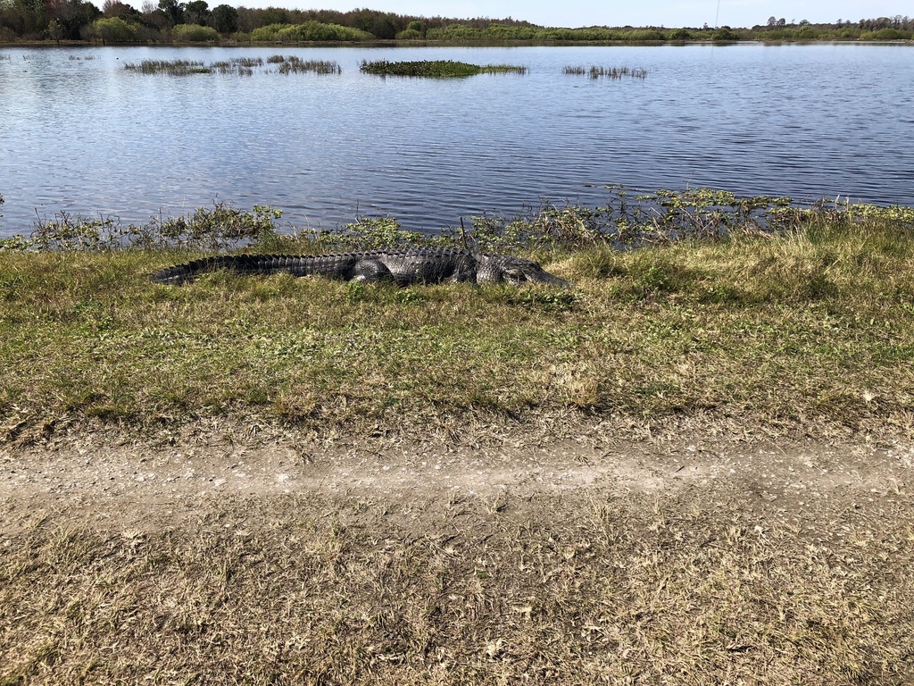 American Alligator from Lakeland, FL, US on February 12, 2022 at 0112 PM by Matthew · iNaturalist