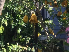 Citrus medica sarcodactylis
