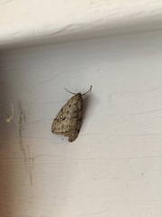 Paleacrita merriccata