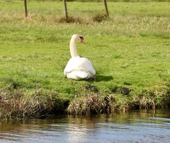 Cygnus olor