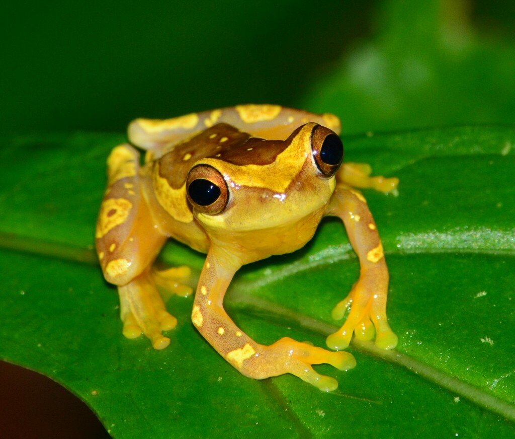 Rainette sablier (Dendropsophus ebraccatus)