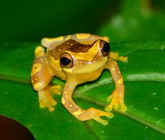 Hourglass Treefrog photo 3