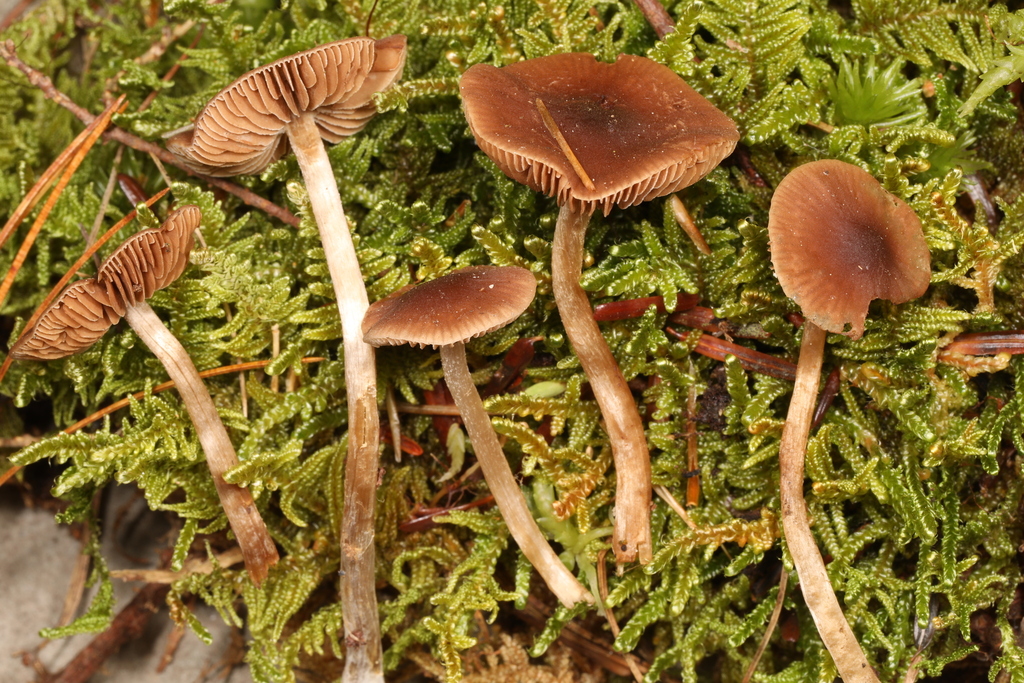 Naucoria sp. 'PA02'