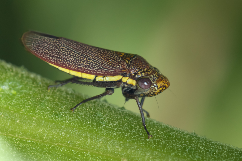 Tapajosa rubromarginata