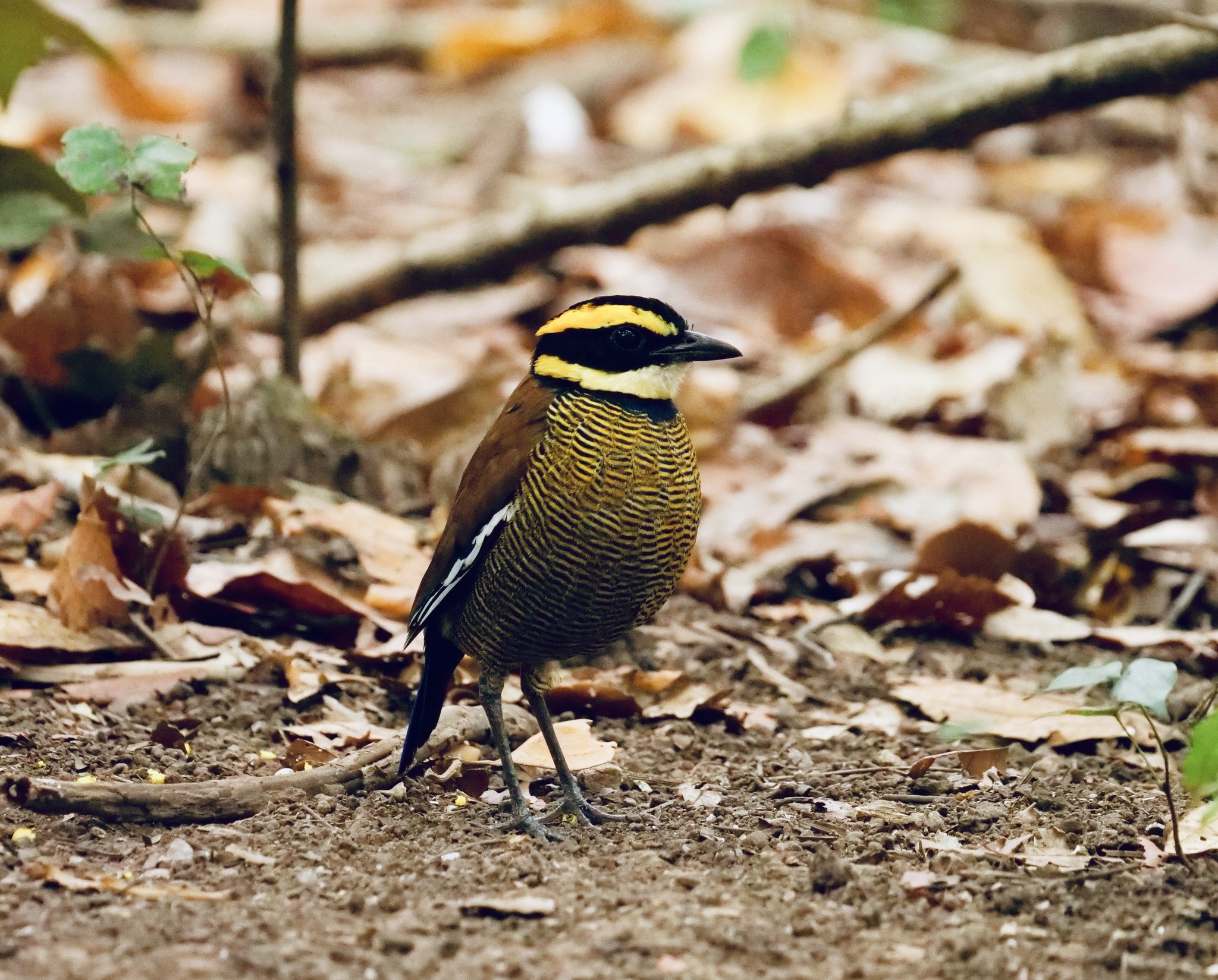 Javan Banded-Pitta illustration