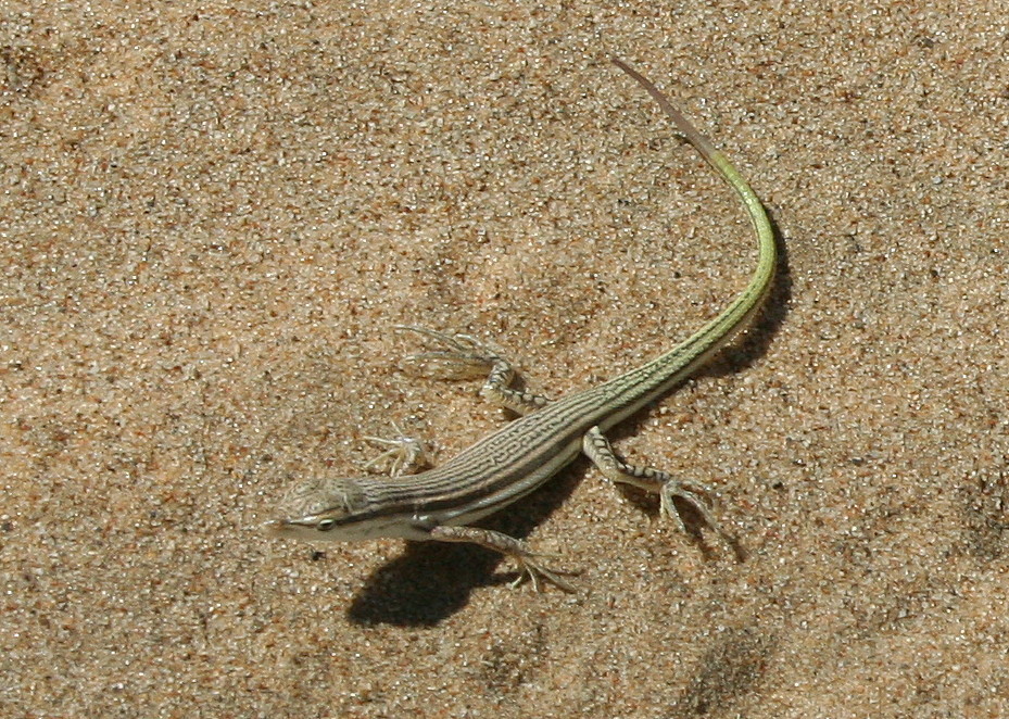Sand Racerunner