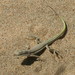Sand Racerunner - Photo (c) daveshowler, some rights reserved (CC BY-NC), uploaded by daveshowler
