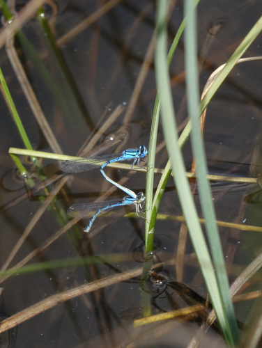 Common Blue Damselfly
