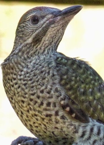 Iberian Green Woodpecker