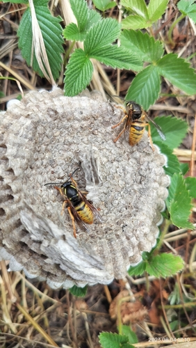 Dolichovespula adulterina