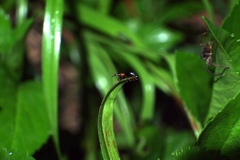 Cylas formicarius