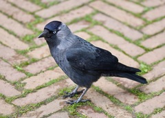Corvus monedula