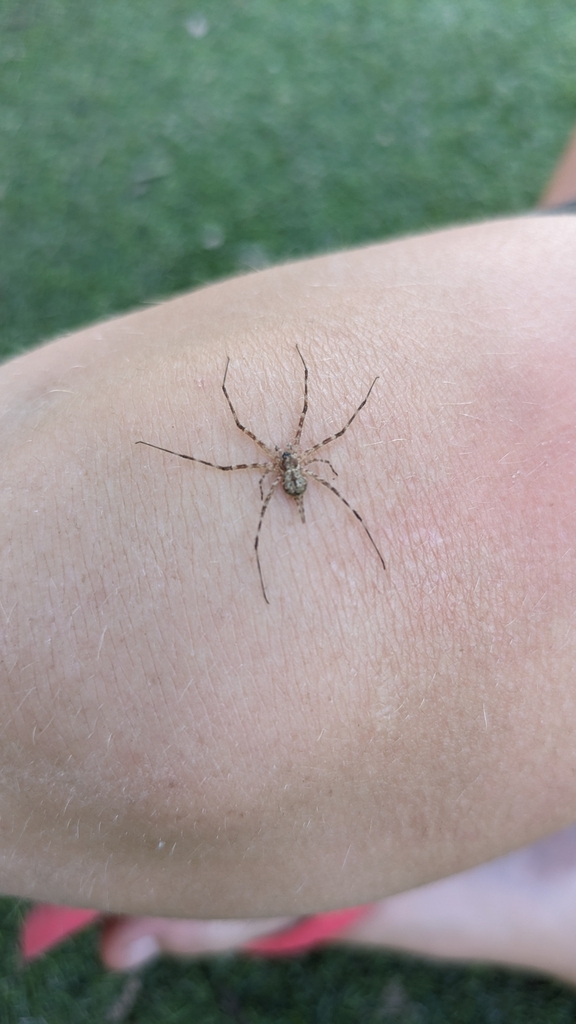 Fickert's Tamopsis from Eltham VIC 3095, Australia on October 29, 2023