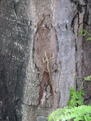 Calotes versicolor