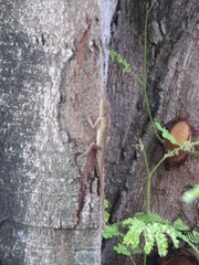 Calotes versicolor