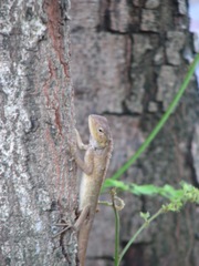 Calotes versicolor