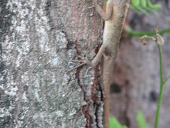 Calotes versicolor
