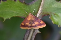 Pyrausta onythesalis