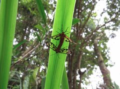 Amata grotei