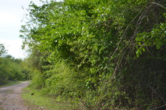 Sylvilagus cunicularius insolitus