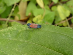 Cardioscarta flavifrons