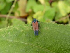 Cardioscarta flavifrons