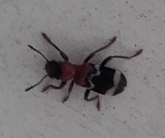 Thanasimus formicarius