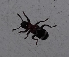 Thanasimus formicarius
