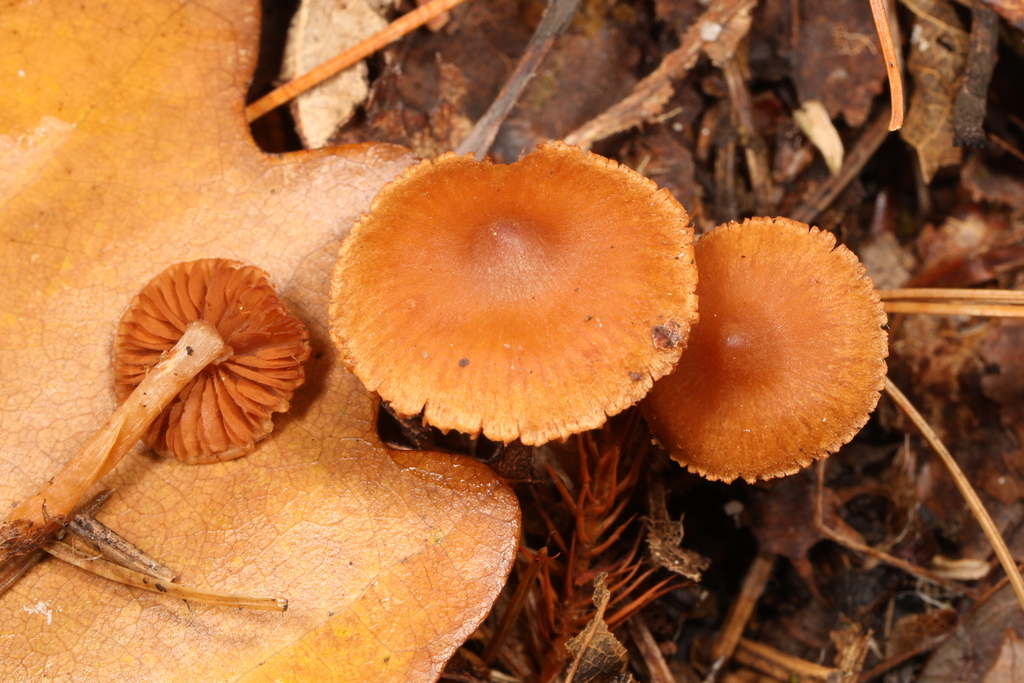 Cortinarius sp. 'PA21'