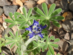 Lupinus pilosus