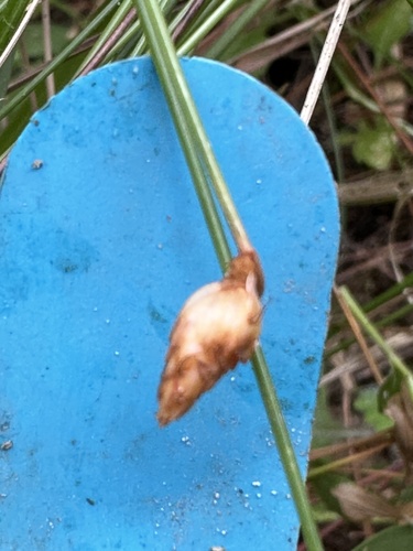 Fimbristylis nutans iNat (1)
