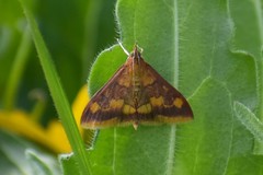 Pyrausta onythesalis