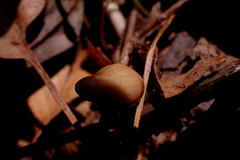 Hexastylis arifolia