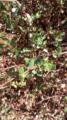 Muehlenbeckia hastulata