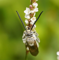 Radumeris tasmaniensis