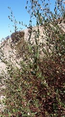 Muehlenbeckia hastulata