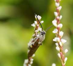 Radumeris tasmaniensis