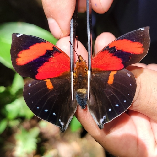 Red-striped Leafwing