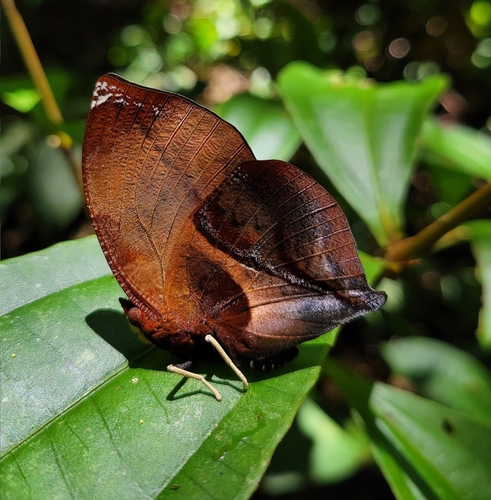 Red-striped Leafwing